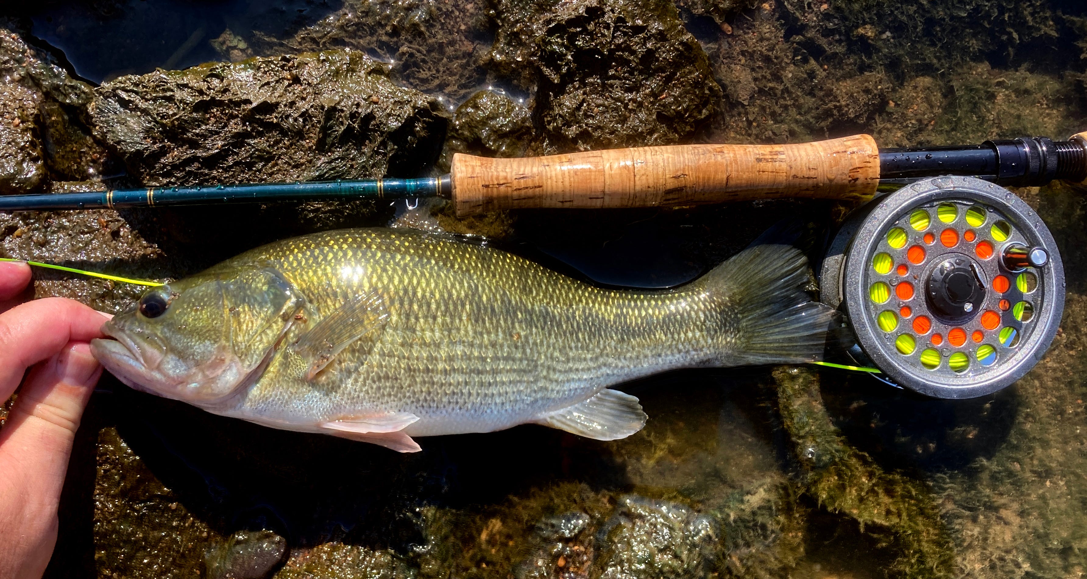Mean hot sale mouth bass