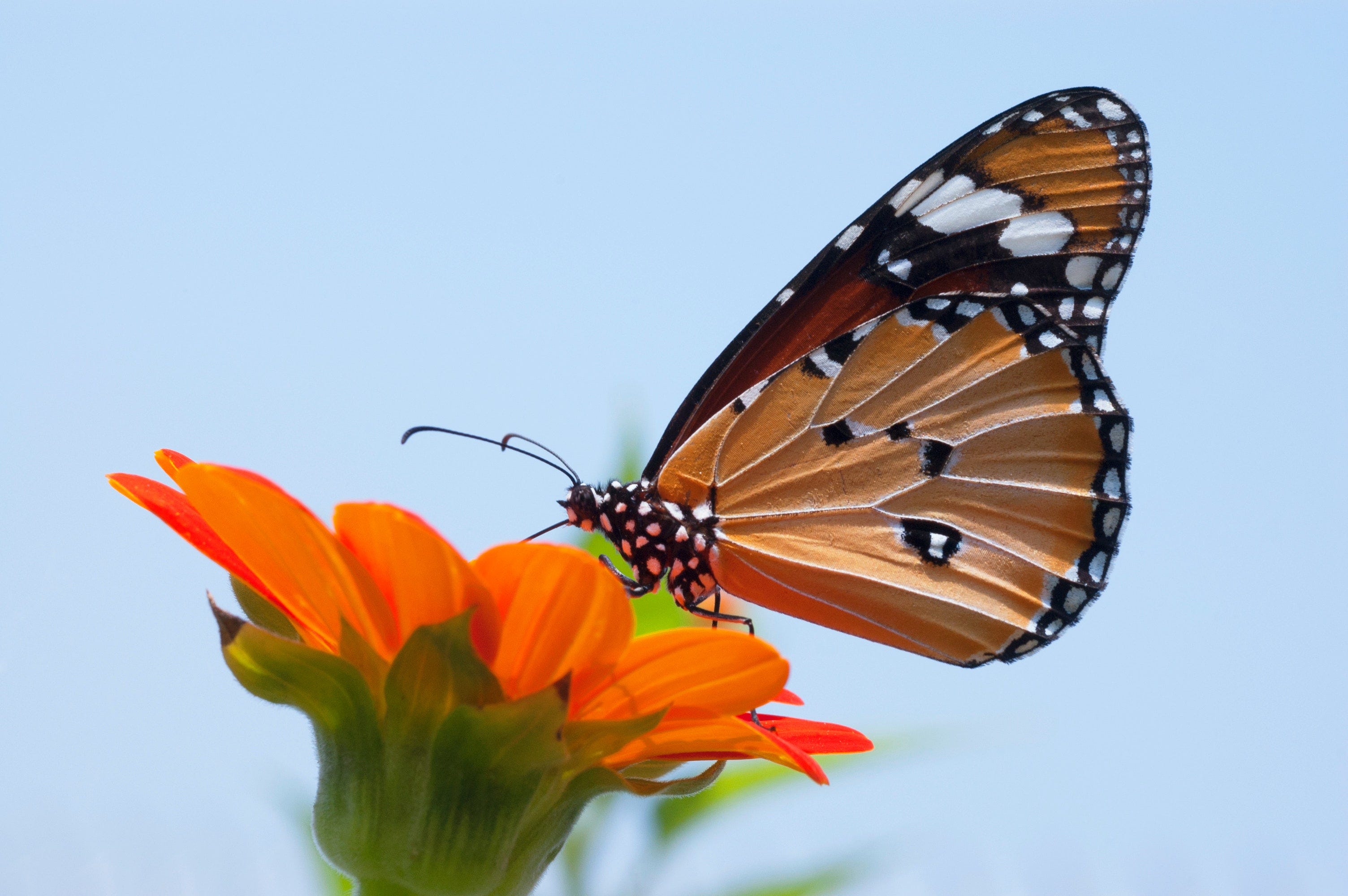 The Fetching Butterflies Leak: The Impact You Need To Know