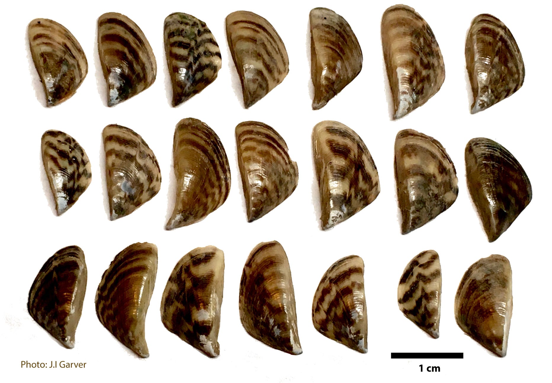 Invasion of the Zebra Mussel by John Garver