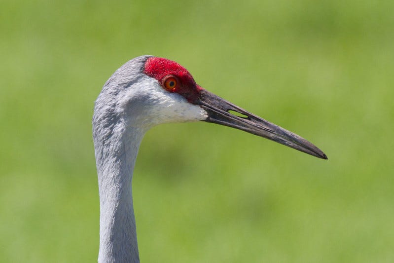 As thousands of cranes move into region, proposal for hunt is a