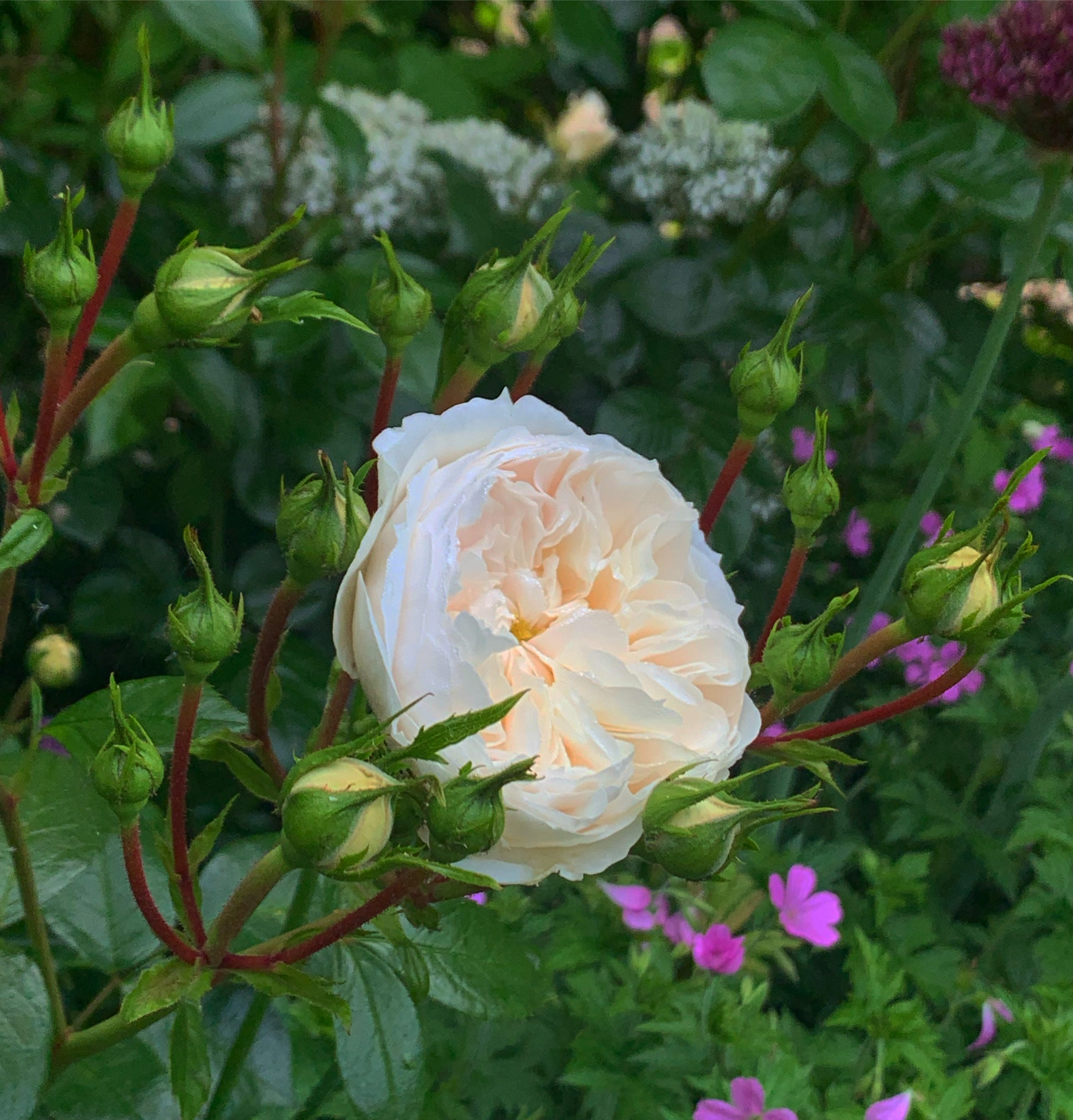 Roses for shade The Gardening Mind by Jo Thompson