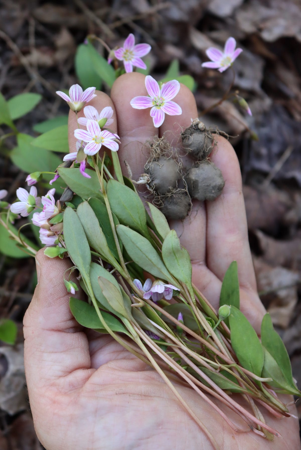 Spring Foraging (Beyond the Basics) - by Ashley Adamant