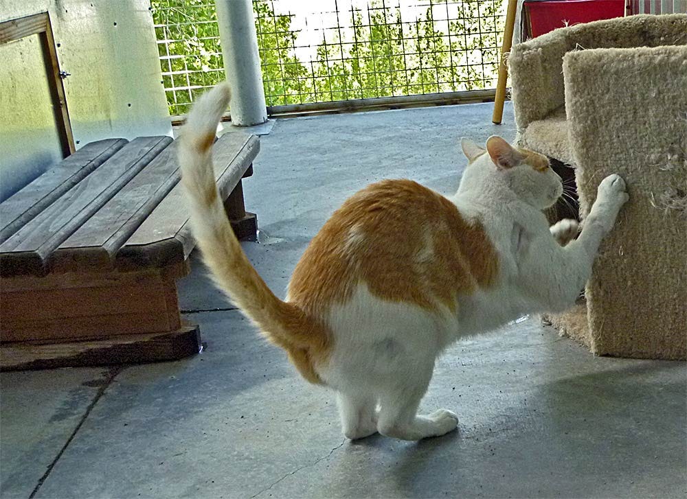 The Name’s Tamino - by Jessica Rath