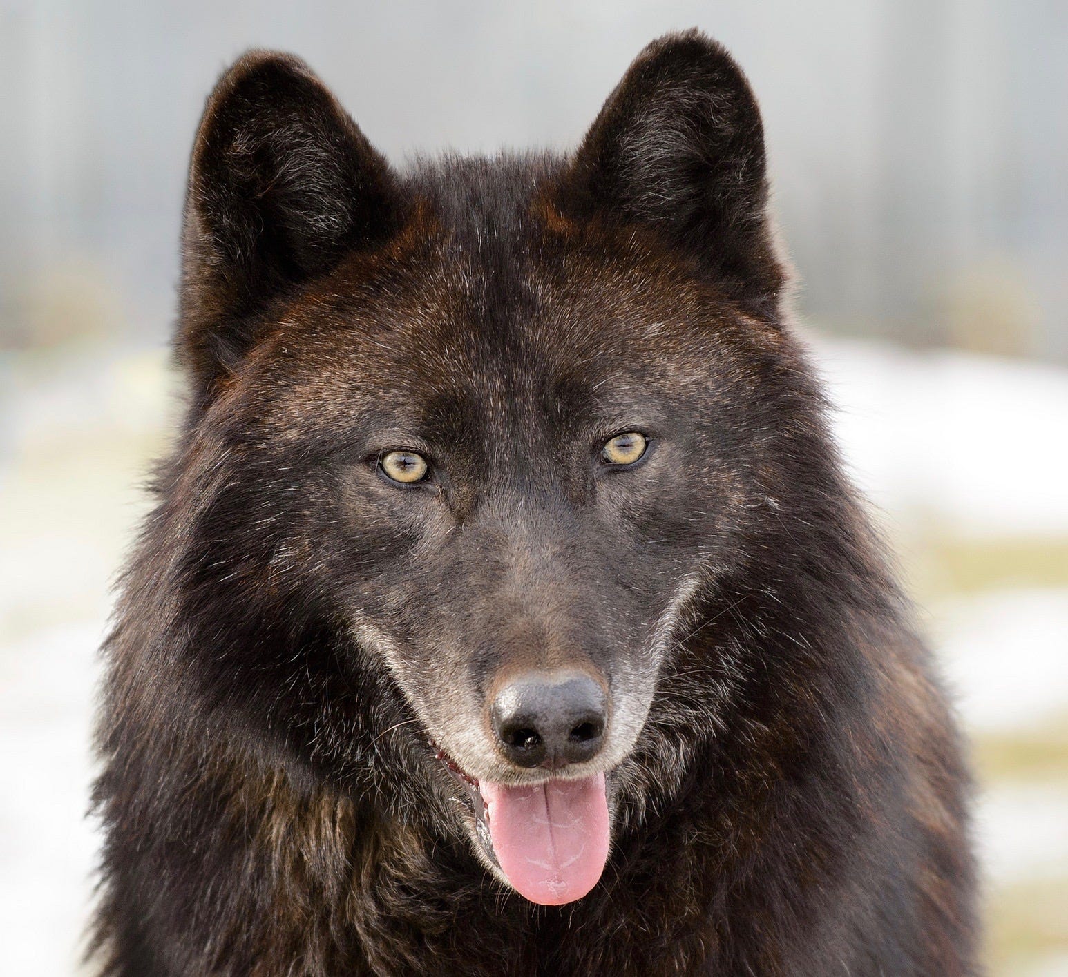 95 wolf dog sales