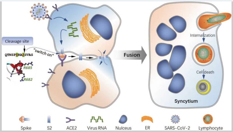 Syncitia Not New. Arginine / HIV-TAT lab tool --> Syncytium-building ...