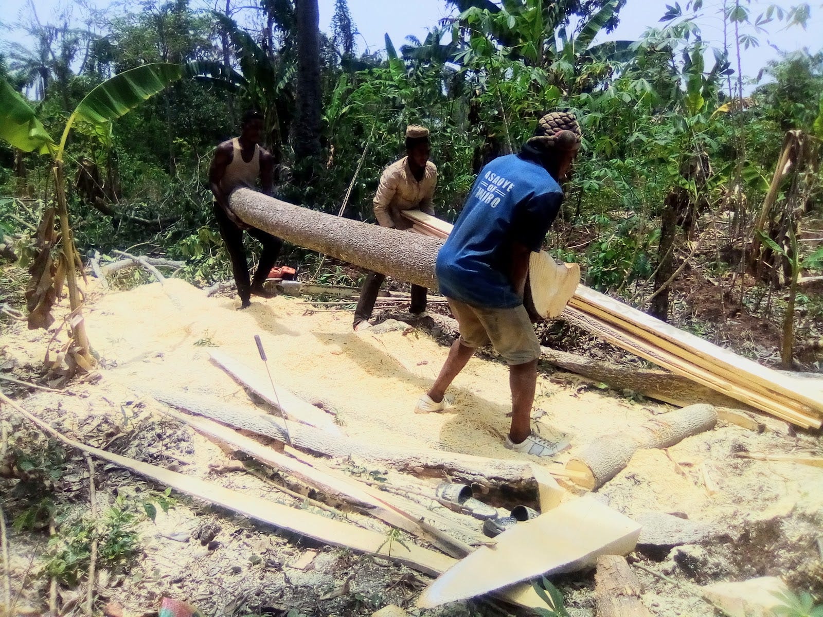 How ignorance, poverty drive illegal logging, deforestation in Ekiti ...