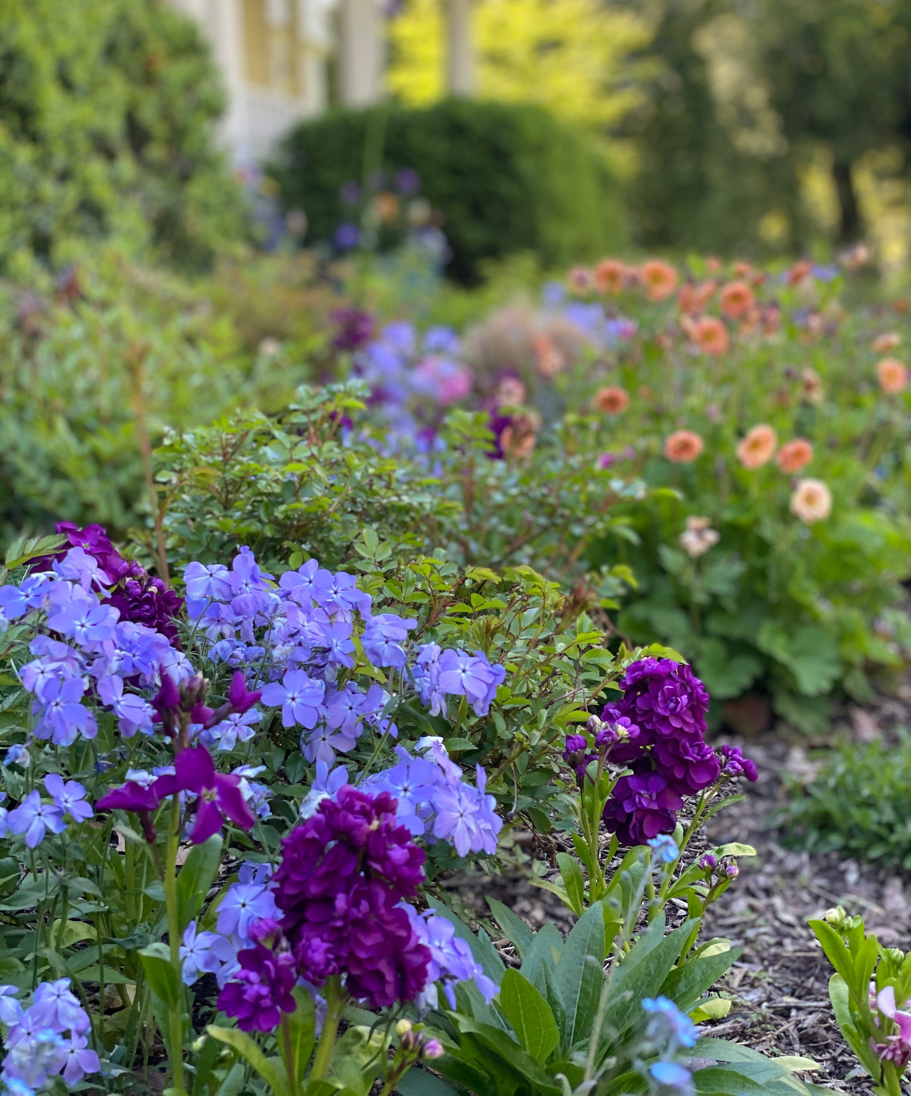 Woodland phlox on sale