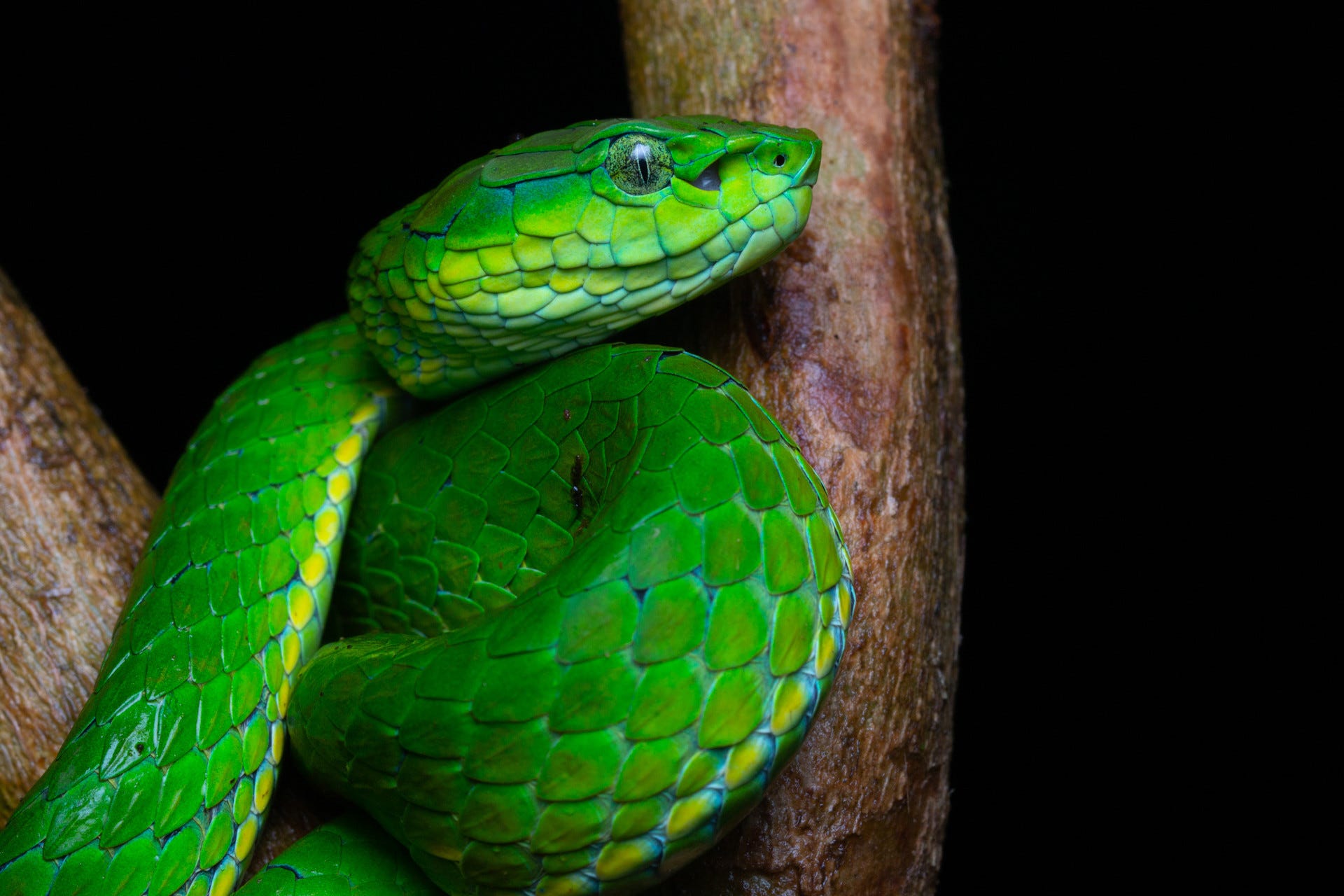 About - Pit Viper