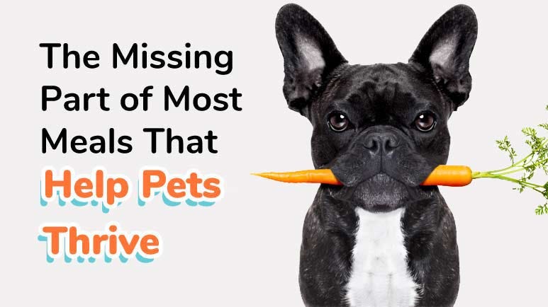 What vegetables can sales a diabetic dog eat