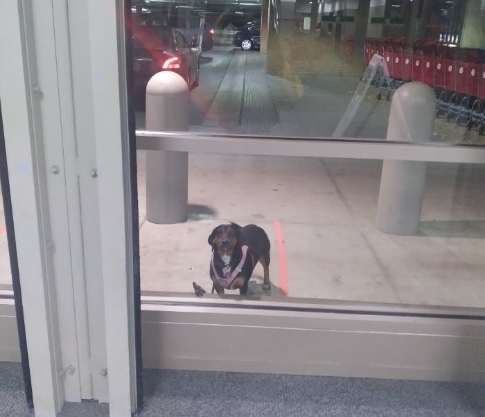 What happened to online the target dog