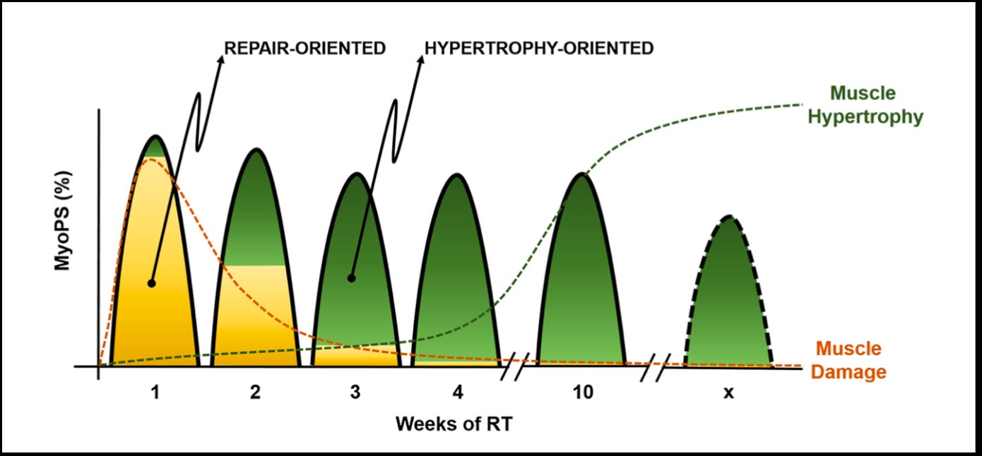 Hypertrophy Adaptation Mechanisms & Training Guidelines