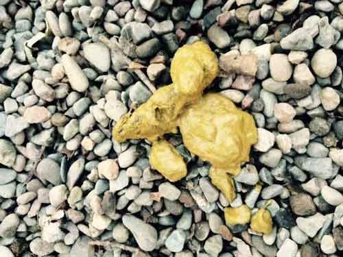 Dog bland hotsell diet yellow poop