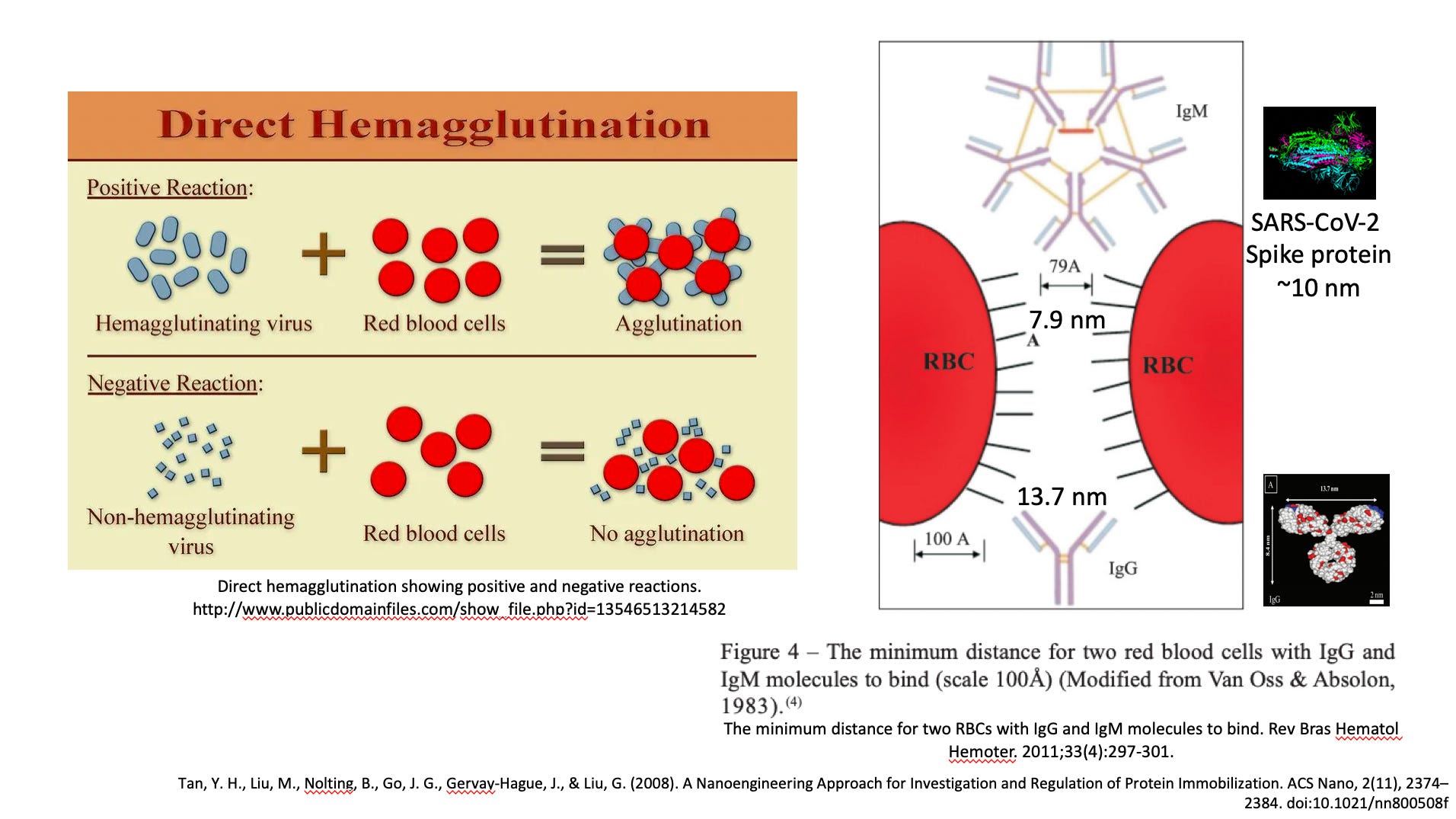 Zeta Potential Rbc The thrombotic bus: Are red blood cells agglutinating in injected ...