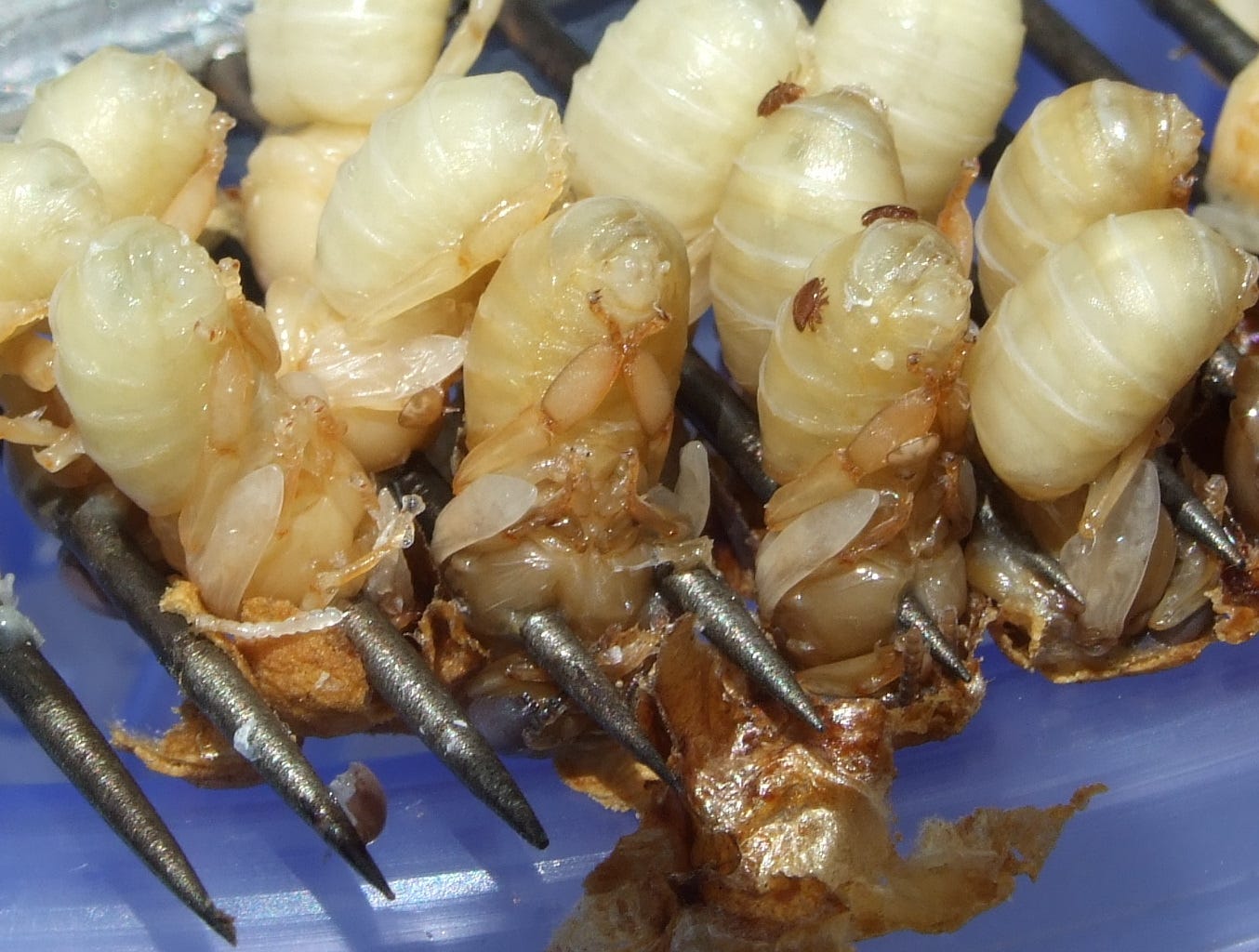Towards sustainable management and control of Varroa destructor in New Zealand