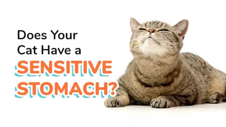 Cat sensitive stomach best sale