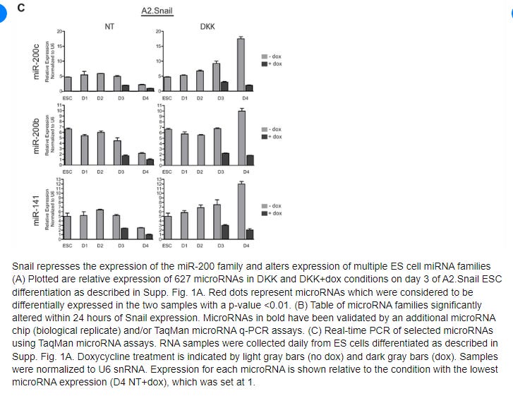 Spike protein induced carcinogenesis via interactions with Snail