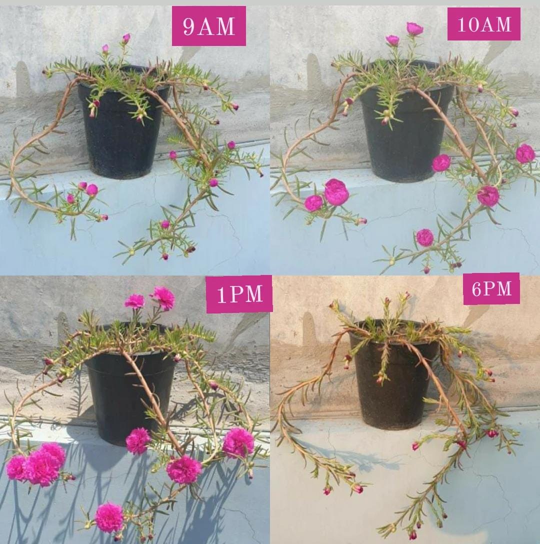 Could roses bloom? by A coffee cup