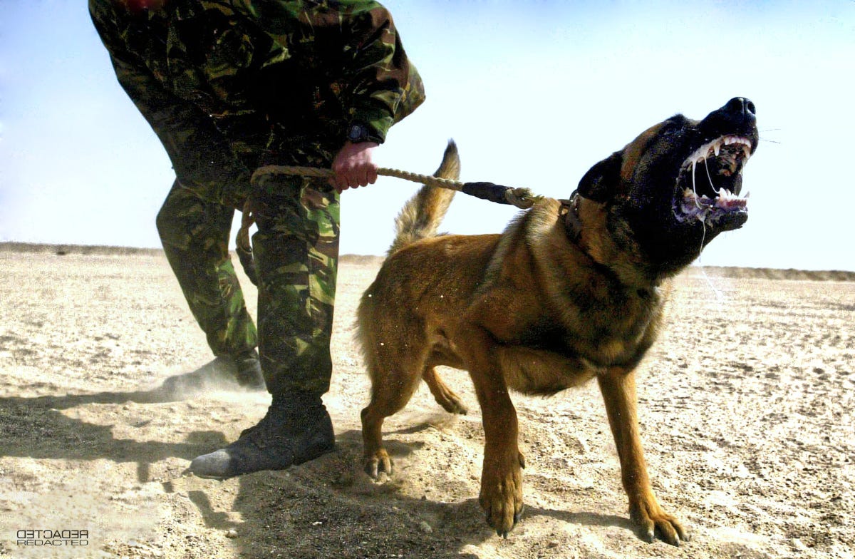 How can dogs track a scent so efficiently? by Alias