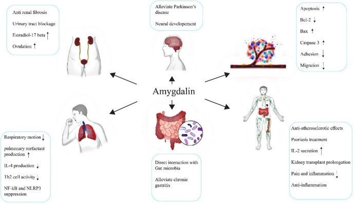 Benefits of Amygdalin Powder