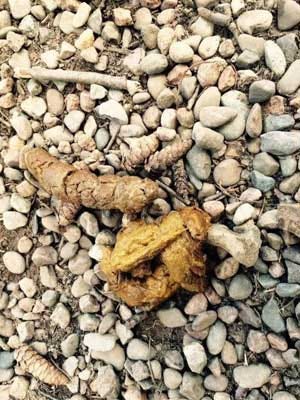 Dog bland top diet yellow poop