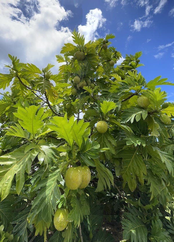 Breadfruit top