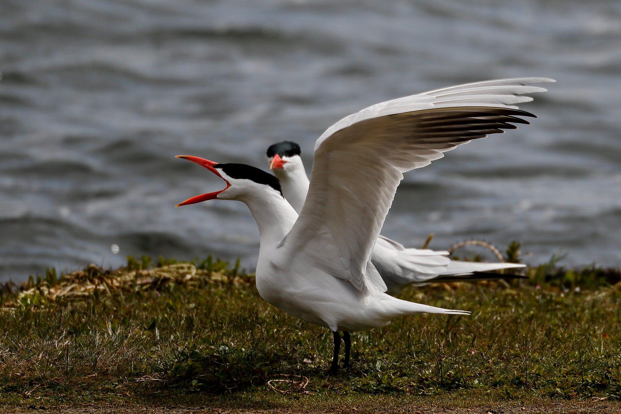 Bird of the Week Caspian Tern by Jack Mirkinson