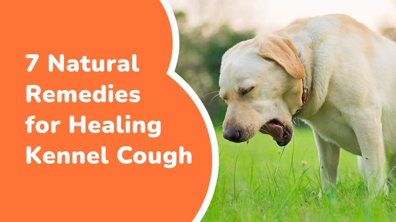 Canine cheap cough treatment