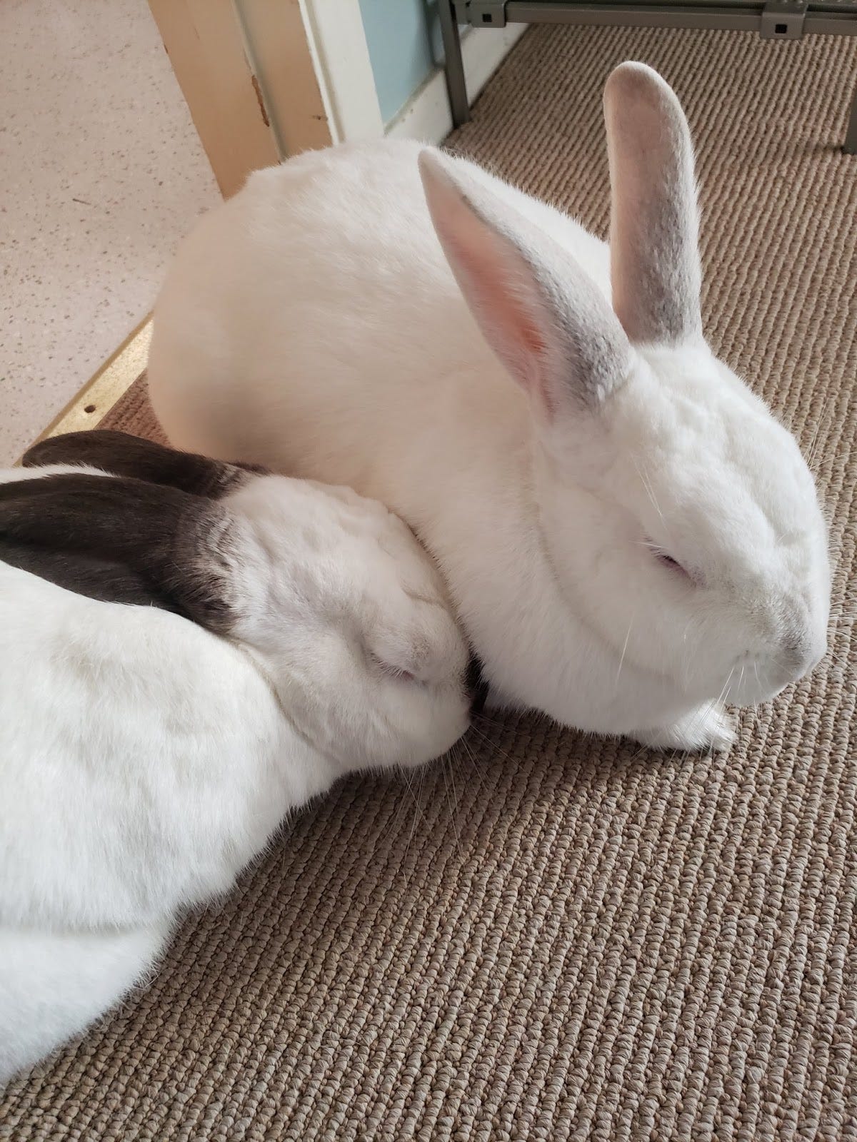 Friends of rabbits clearance