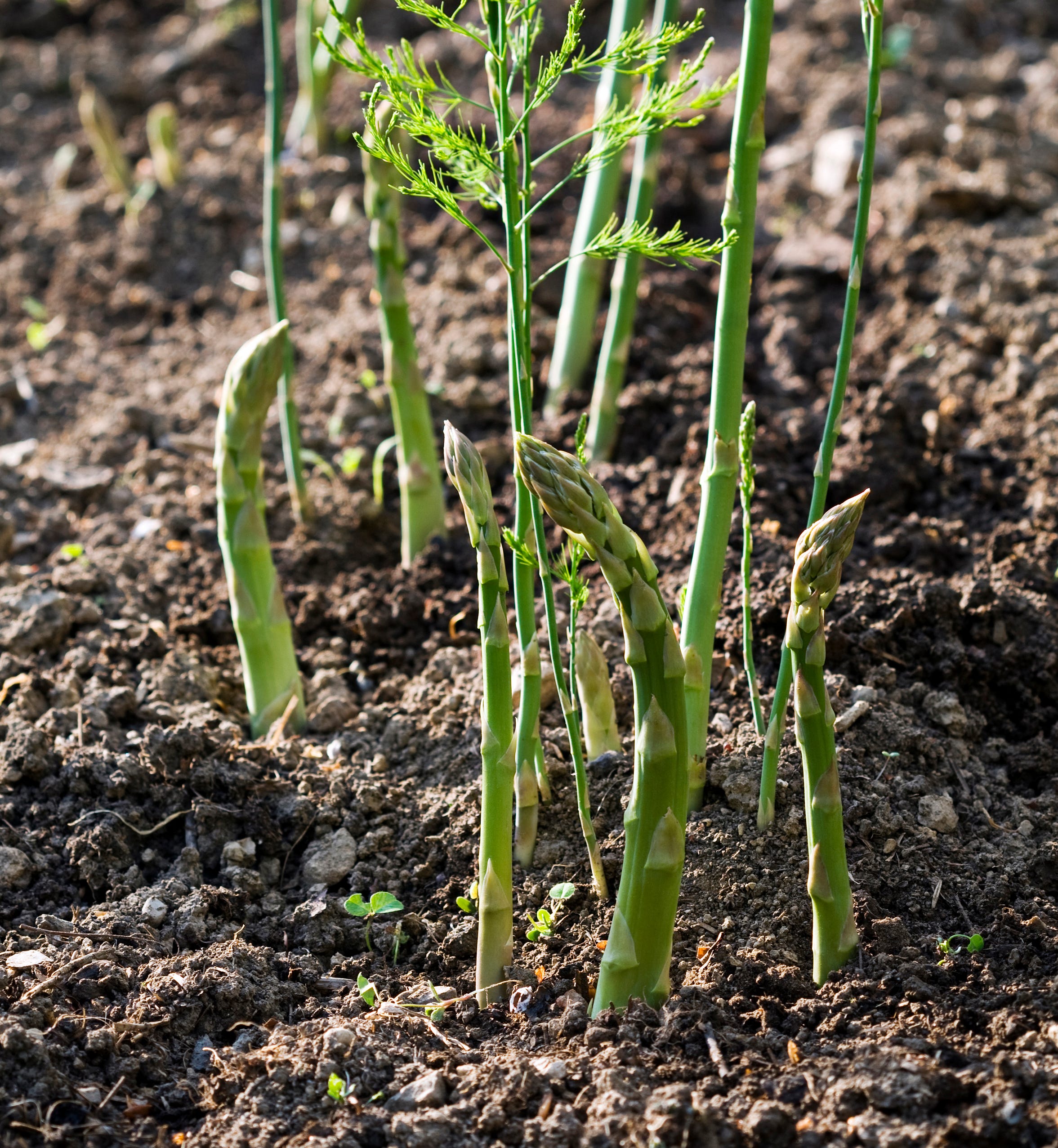 Spring Has Sprung, The Grass Has Riz by emily nunn
