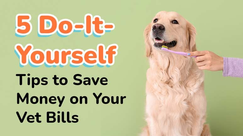 Povidone iodine pets at home store