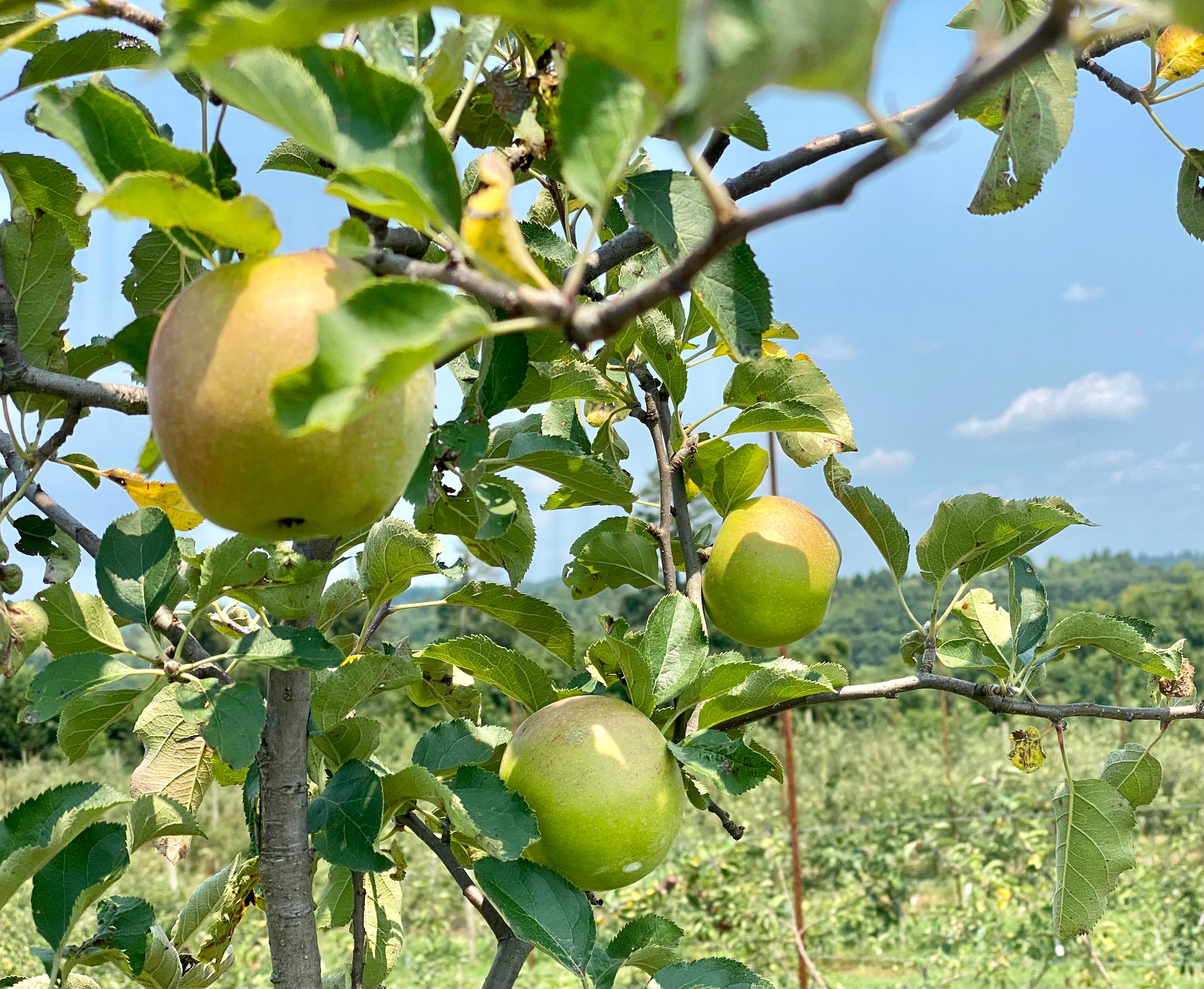 Can Apples Grow on Reclaimed Mine Land?