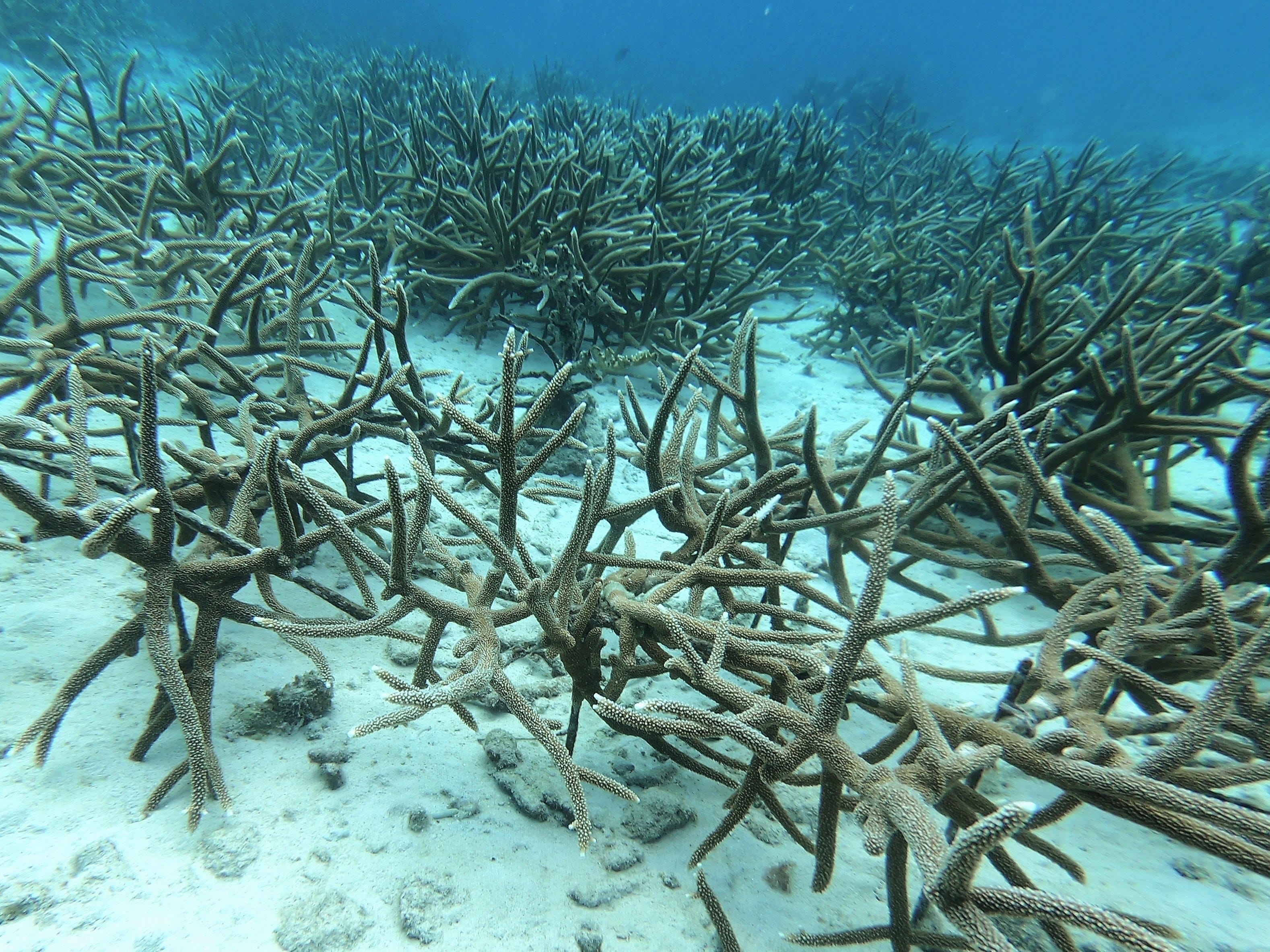 Is This Machine The Key To Saving Coral Islands? - wr20qio