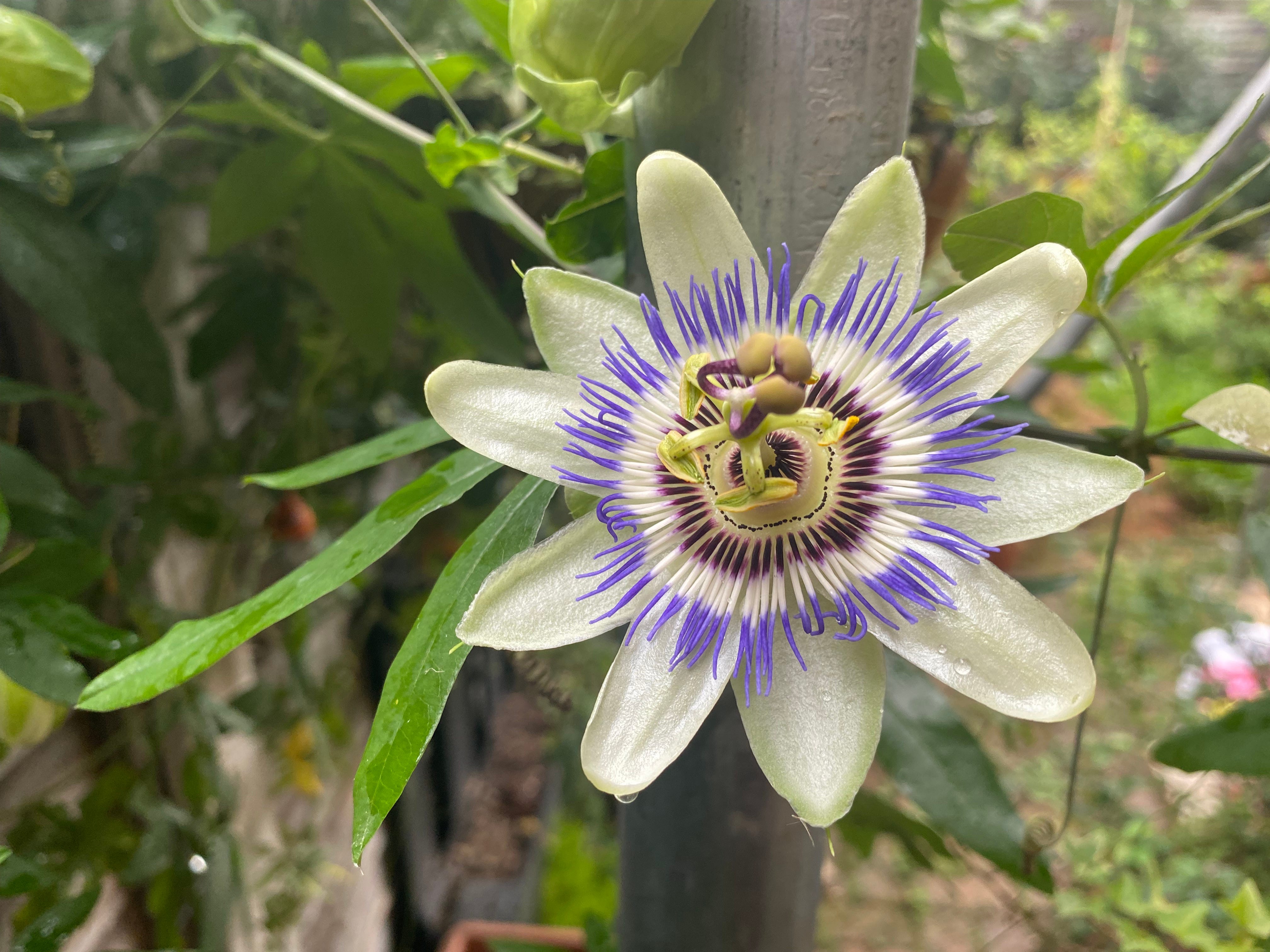 Gardening with passion (flower) by Dan Masoliver