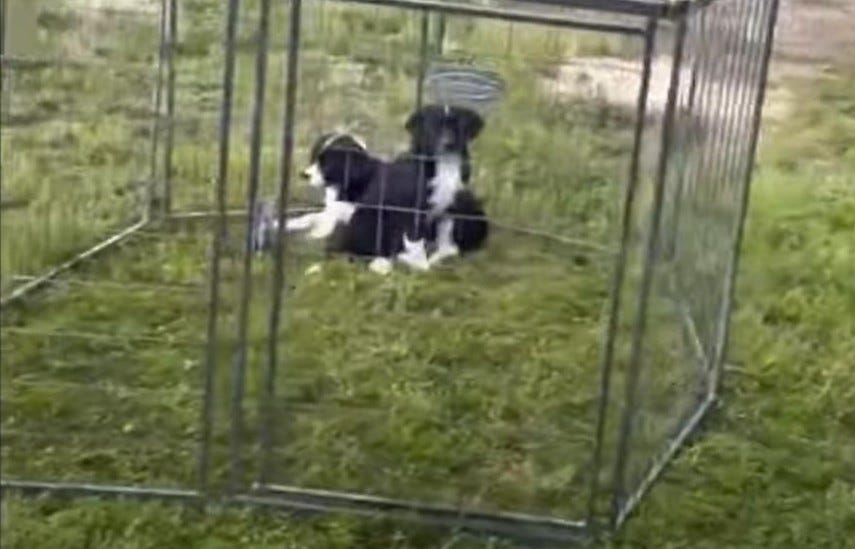 Outdoor dog sale kennel craigslist
