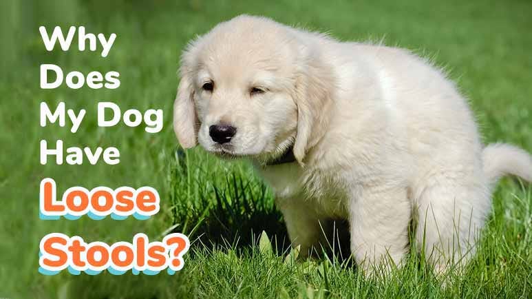 My dog's poop is chalky 2025