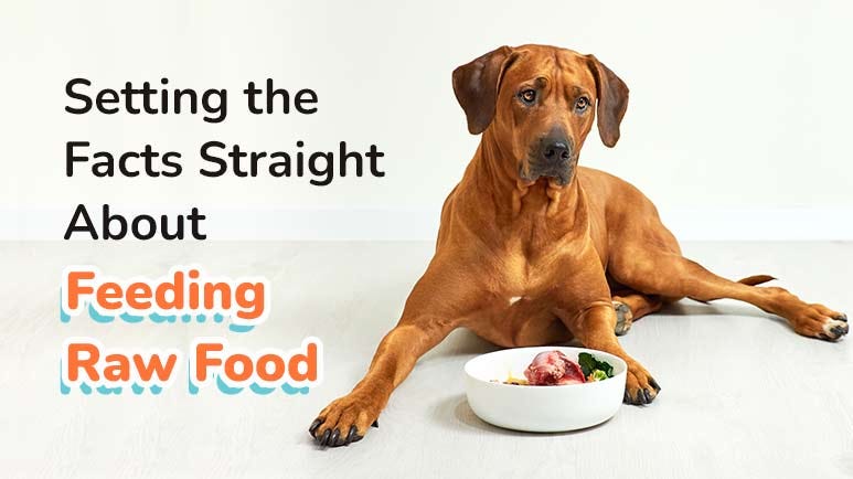 Dog regurgitating raw food clearance
