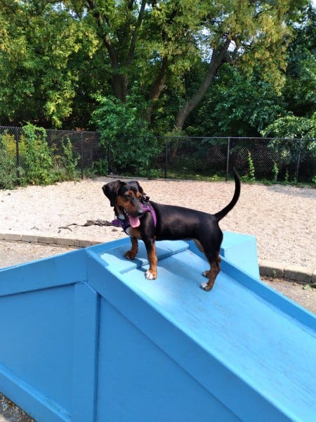 Amazon dog sale park