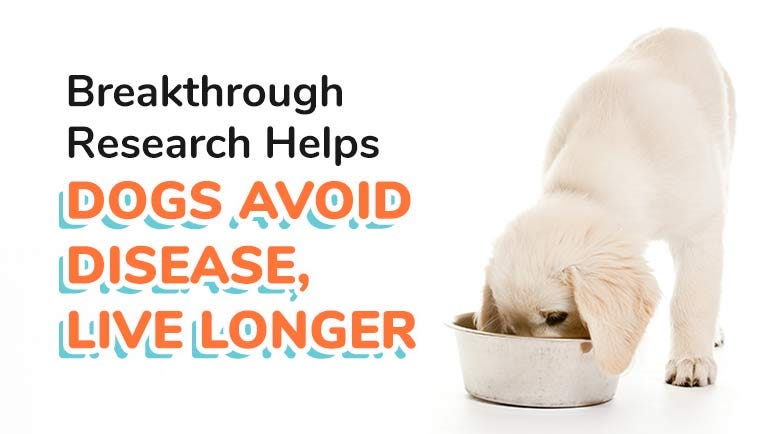 Breakthrough dog food on sale