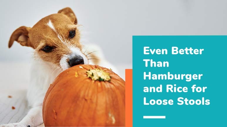 Dog food for dogs with loose stools sales