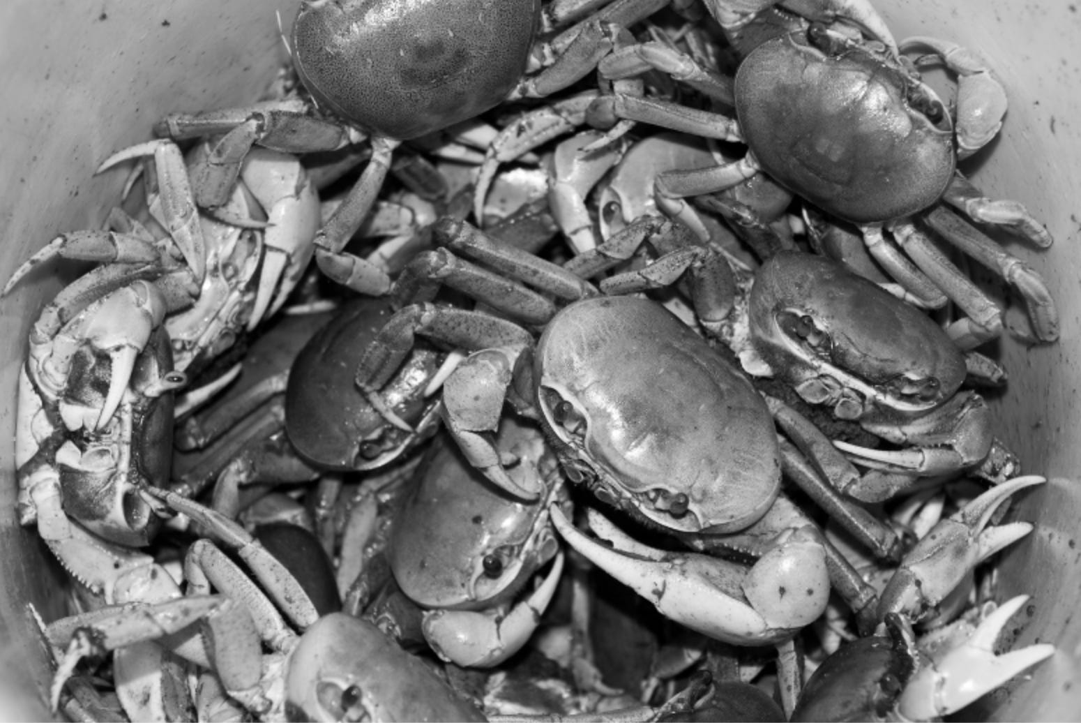 Bucket of crabs by Jeff Ventura Pathfinding