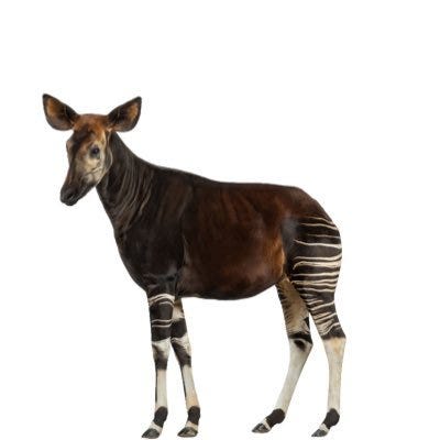 Okapi | Substack