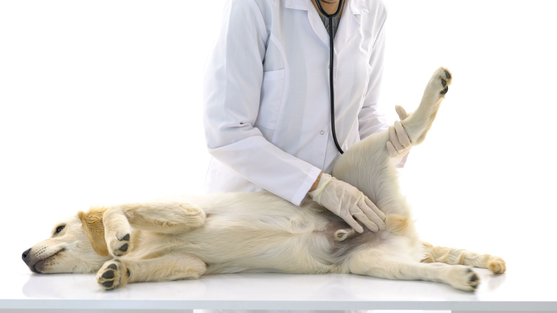 How to give a dog an erection by Andrew Hammel