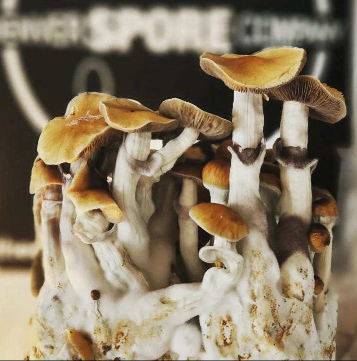 Mushrooms Decriminalized — Can You Get Rich On The Mushroom Gold Rush?