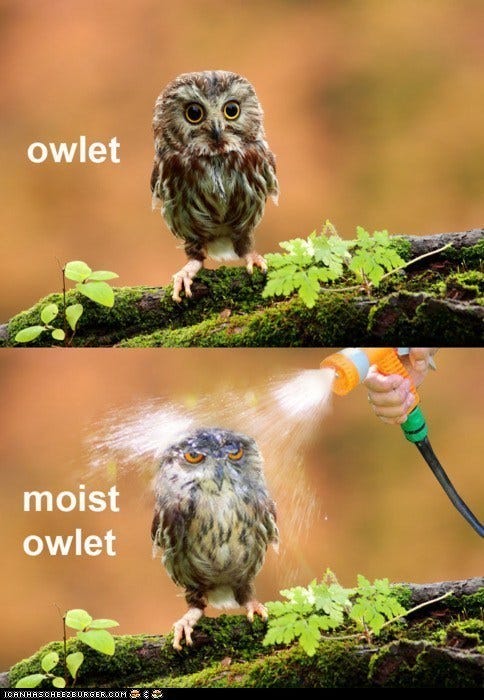 My owlet top