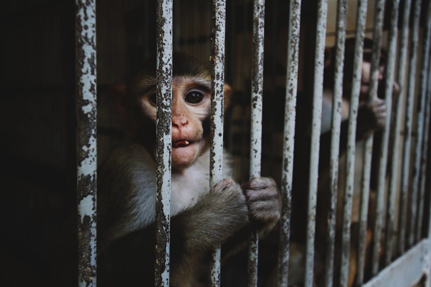 Exotic animal sale trader
