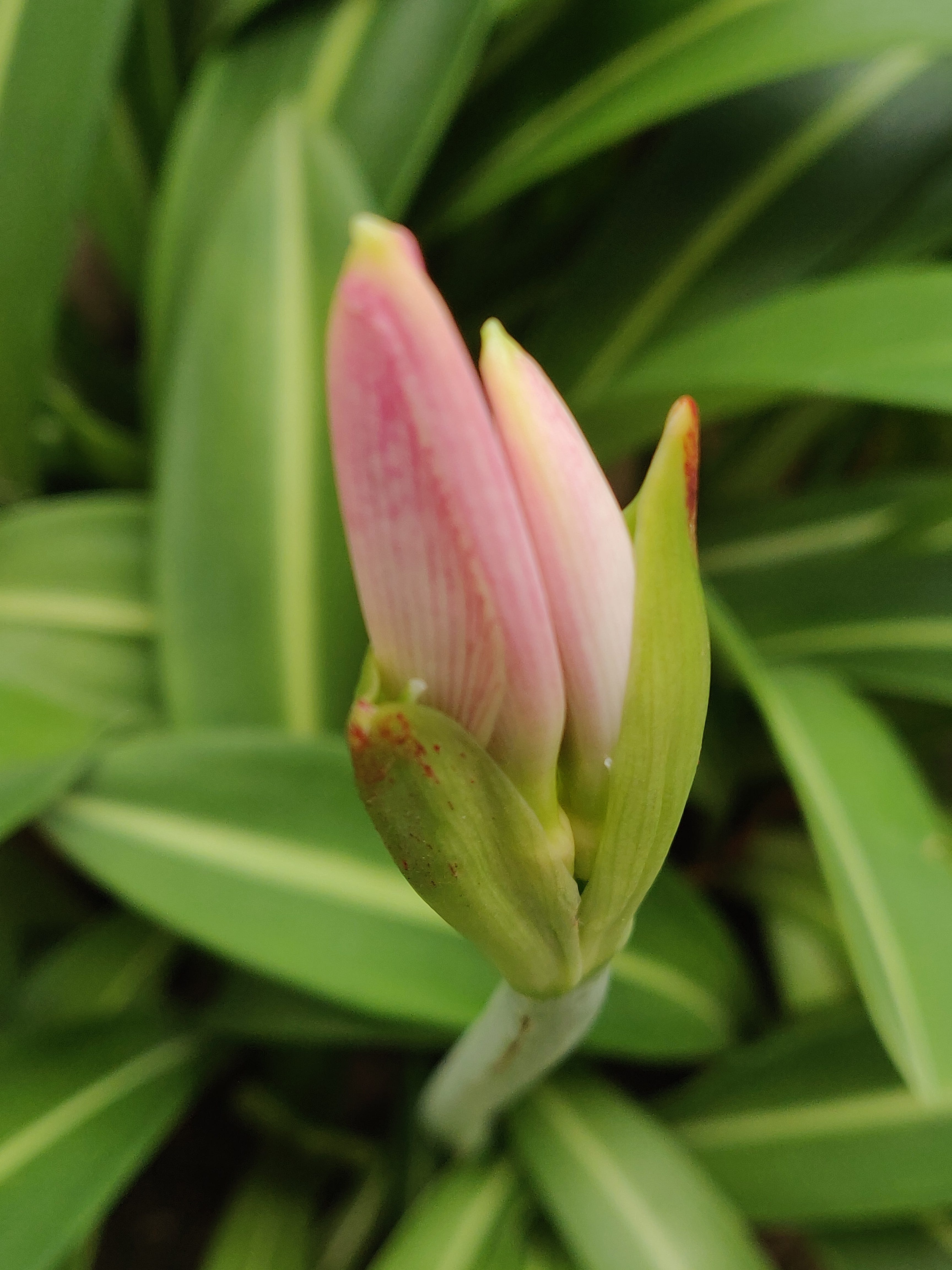 Lily Flower Wikipedia In Marathi Best Flower Site