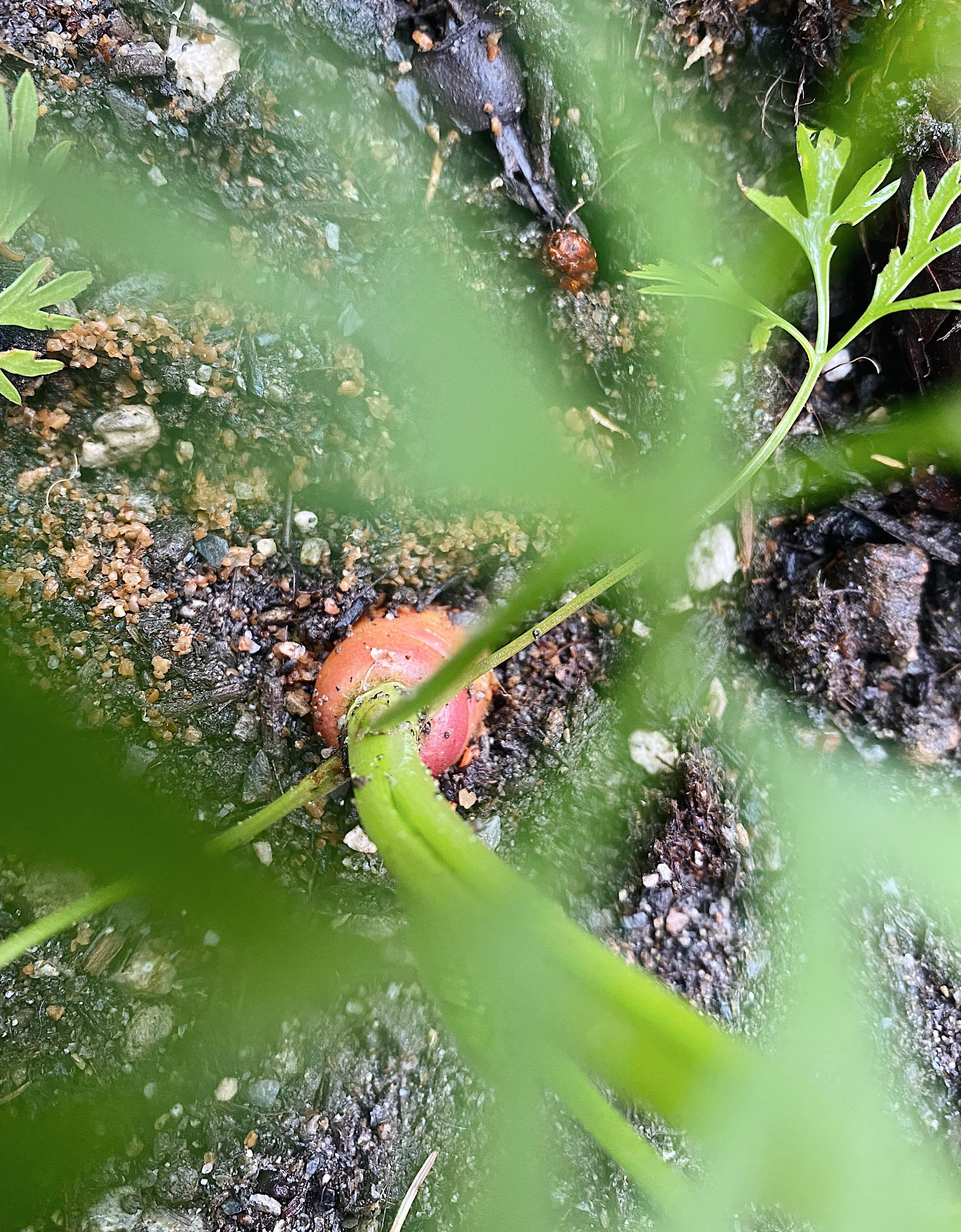 The first carrot by Ashley Rodriguez Fireside