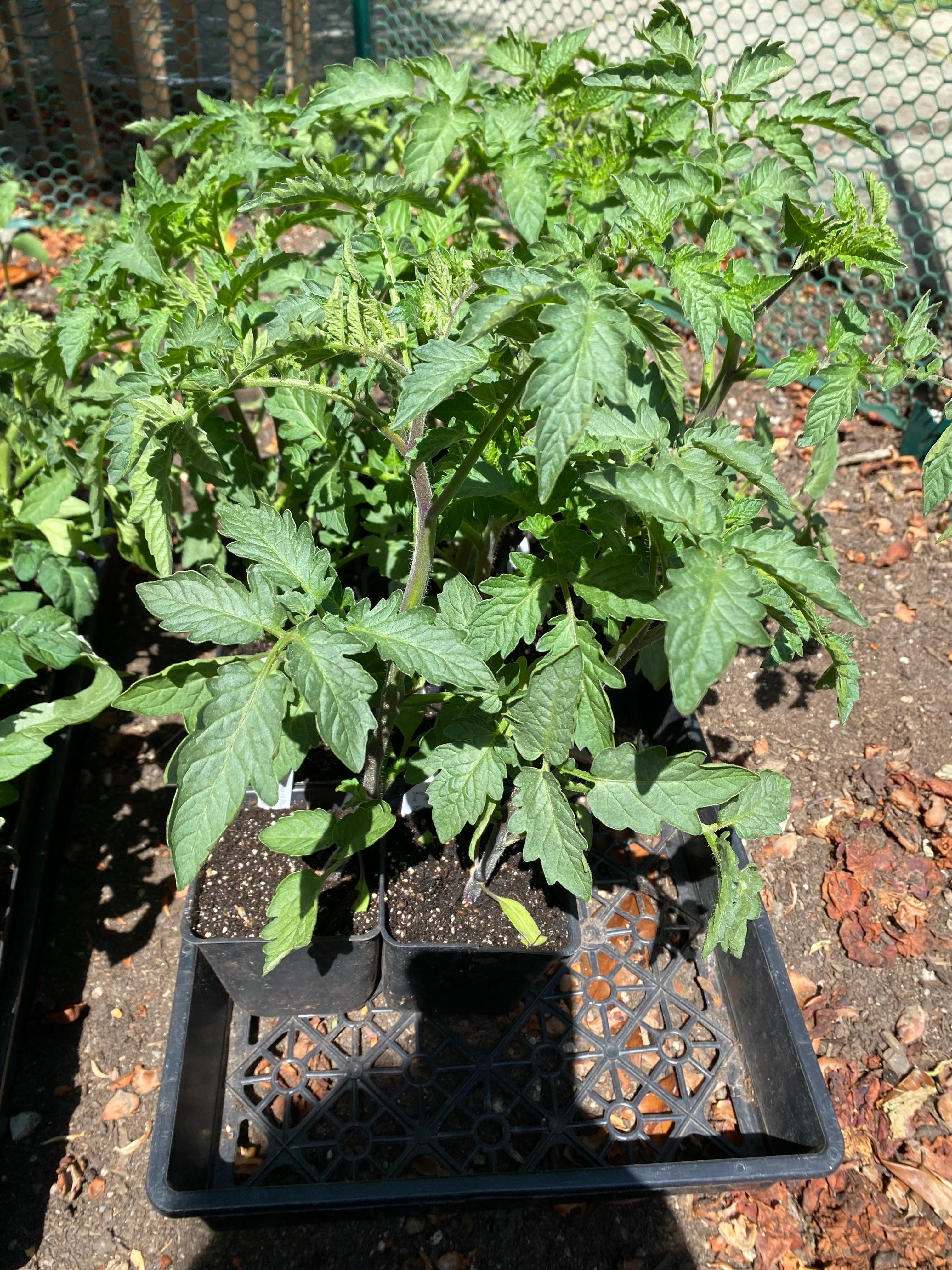 Tomato plants outlet near me