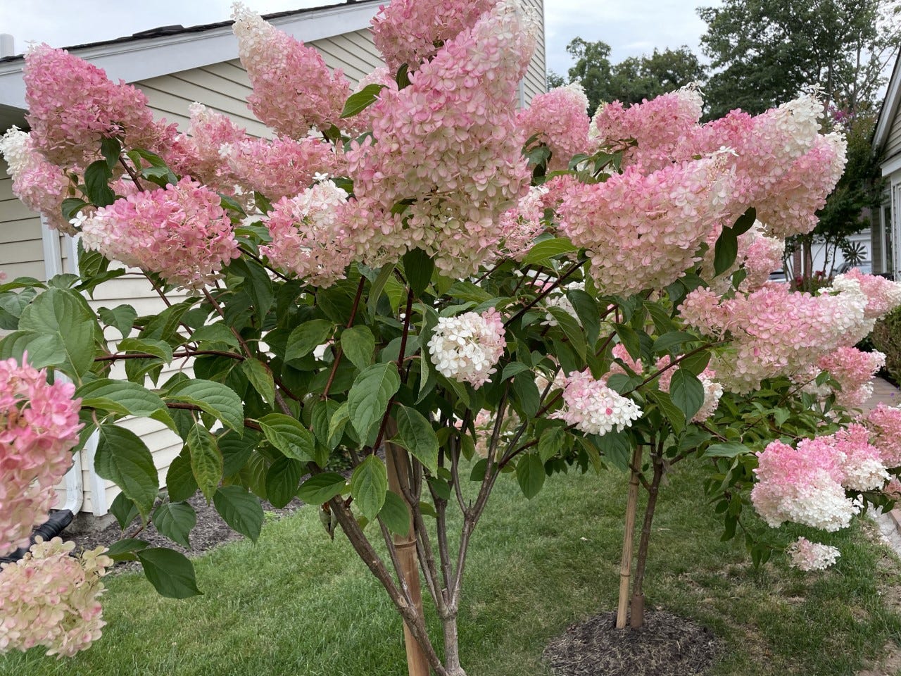 How to pick out a healthy Christmas tree