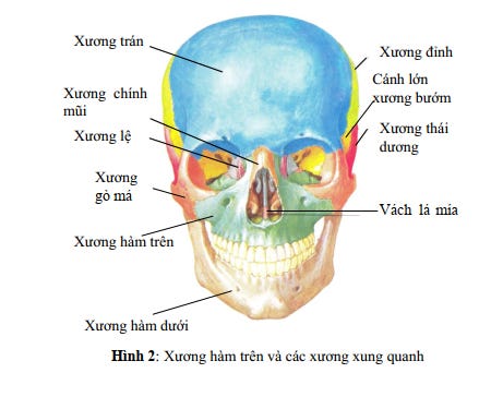 Từ vựng tiếng Anh cơ xương khớp - by Cam Tu Mary